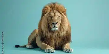 A majestic lion sits on a blue background. The lion is looking at the camera with a serious expression. The lion's mane is blowing in the wind.